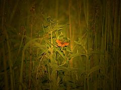 photo "***"