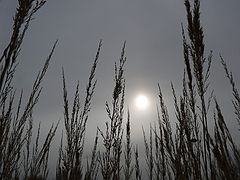 photo "***"