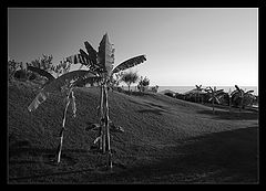 photo "***"