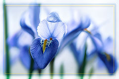 photo "***"