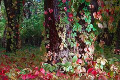 фото "Осенняя разноцветность"