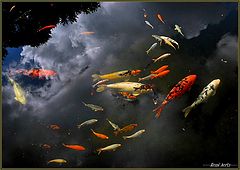 фото "fish and sky reflection"