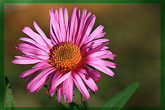 photo "***"