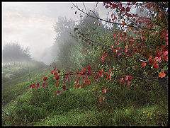 photo "Red and green"