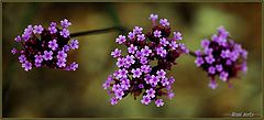 фото "very little flowers"