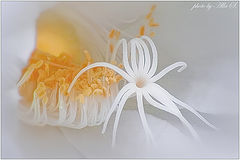 photo "***"