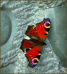 фото "last butterfly"