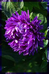 photo "***"