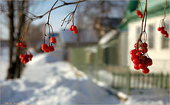 photo "Soon winter"