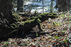 photo "***"
