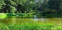 photo "The green world"