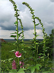 photo "View with Mallow. June"