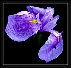 фото "iris"