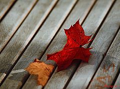 photo "***"