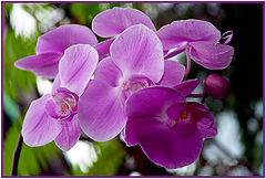 photo "***"