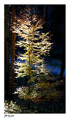 фото "fall"