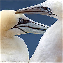 фото "Northern Gannets"