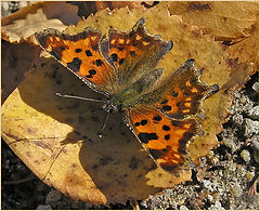 photo "Comma batterfly"