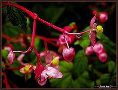 фото "after the rain"