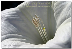 photo "Sleeping on a cloud !"