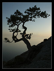 photo "Samurai"