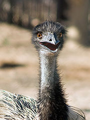 photo "*5 (afro-ostrich)"