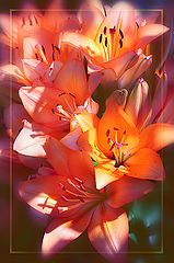 photo "***"