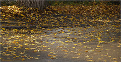 photo "Keep above nose! Even in fall !"