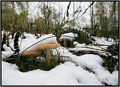 фото "Первый снег."