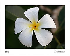 фото "Araliya Flower"