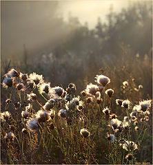 photo "Autumn etude"