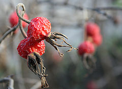 photo "Berry"