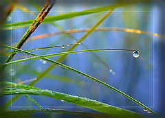 photo "And the world in a drop"