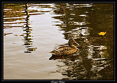photo "***"