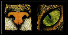 фото "***"