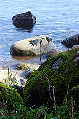 photo "little tree near bid sea"