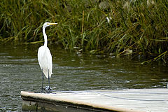 фото "Snowy Egret"