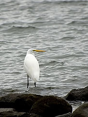 фото "Snowy Egret 2"