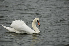 photo "Swan"