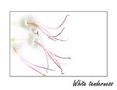 photo "White tenderness"
