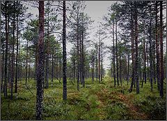photo "Autumn bog"