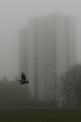 photo "***"