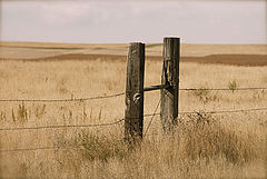 photo "Grass Lands"