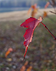 photo "I am heated at last..."