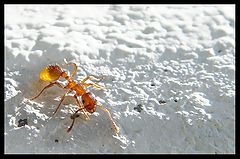 photo "The ant_2"