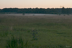 photo "Milk"