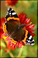 photo "***"