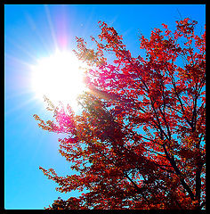 photo "***"