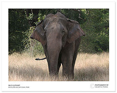 photo "Sri lankan Wild Elephant"