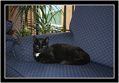 фото "Lost Cat"